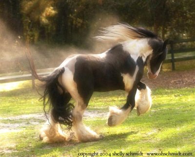 Irský kůň (tinker)